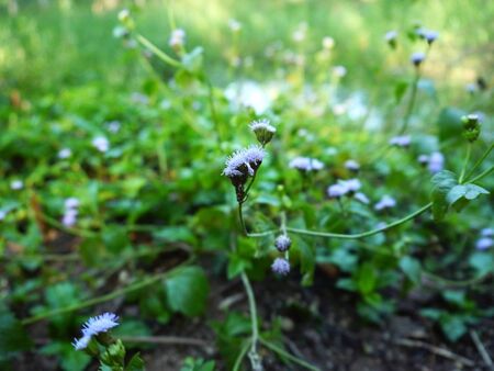 Green Grass Flower, Nature Background