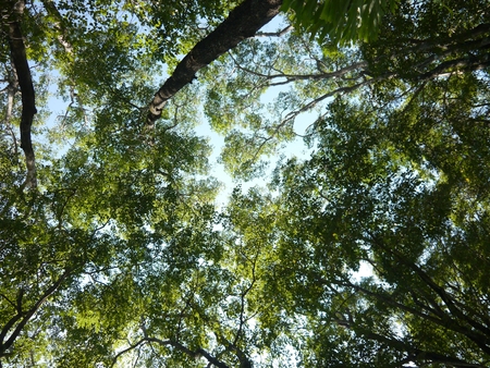 Nature Background, Upsisen Angle At Top Tree