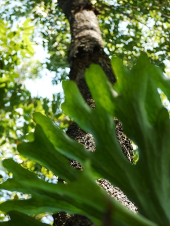 Orchid On The Big Treeの写真素材