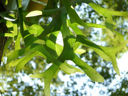 Nature Background, Sunlight And Leafの写真素材