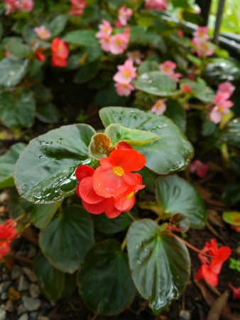 Small Red Begonia, Formal Gardenの写真素材