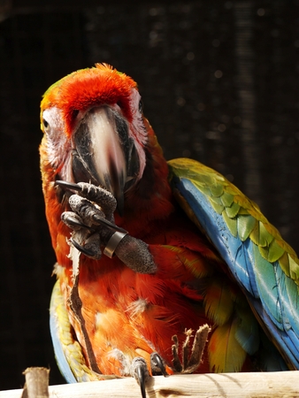 Green Winged Macaw, Pet Birdの写真素材