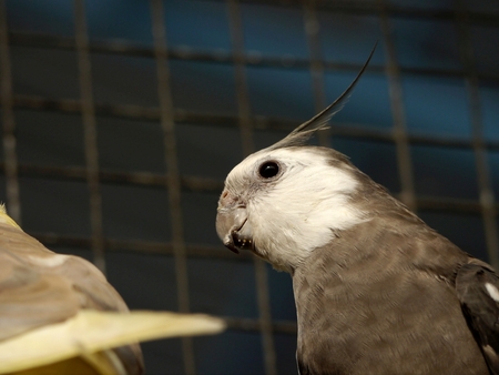 Close up, Cocktail Talking Parrot