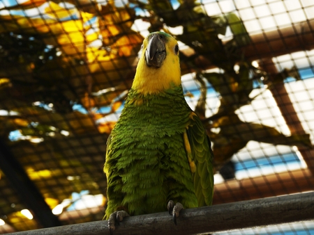 Close up,Yellow-Crowned Amazon Parrotの写真素材