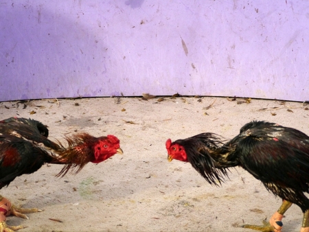 Watching Of Cocks In Gamecockの写真素材