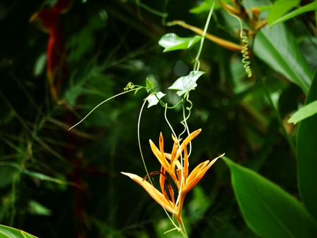 Orange Heliconia and Gourd in garden