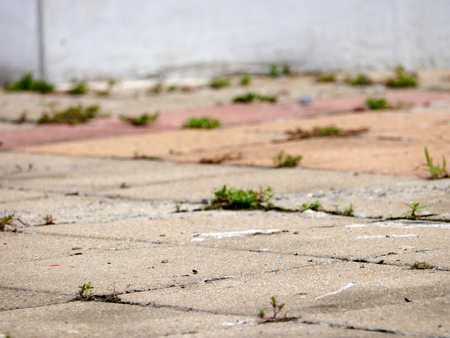 Grass on the Rocky Groundの写真素材