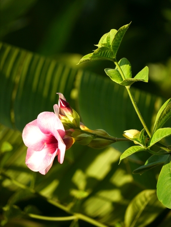 Laurel Clock Vine, Thai Flowerの写真素材