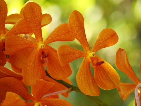 Fullframe Yellow Orchid In Gardenの写真素材