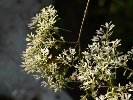 Selective Focus White Acasia Treeの写真素材