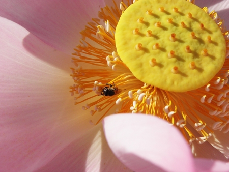 Bee And The Pink Lotusの写真素材