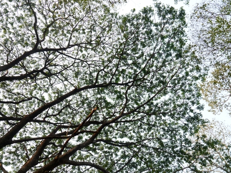 Nature Background, The Big Tree