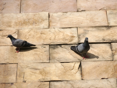 two pigeon on yellow backgroundの写真素材