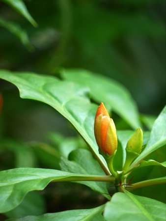 Thai flower,Rose Bagan in The morningの写真素材