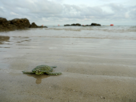 Sea turtles are walking ashoreの写真素材
