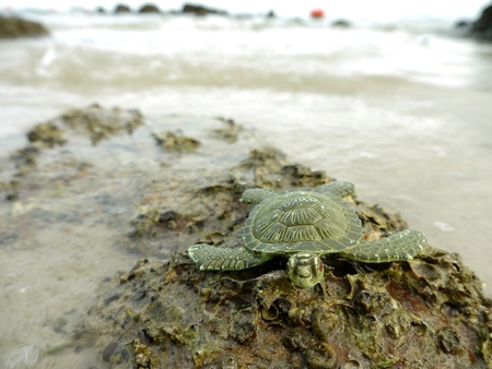 Sea turtles are walking ashoreの写真素材