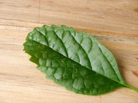 green leaf on wooden background