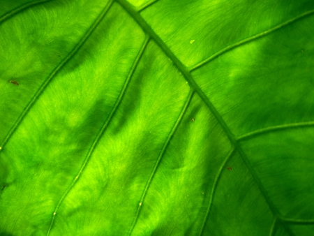 full frame leaf, nature background