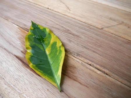 Pothos on the background of wood.の写真素材