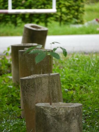Trees planted in concrete postの写真素材