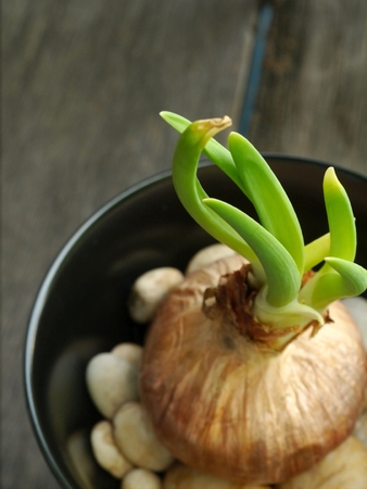 onion is sprouting, black bowlの写真素材