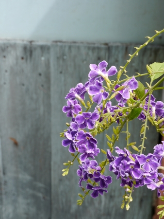 Bottle Brush Flower in gardenの写真素材