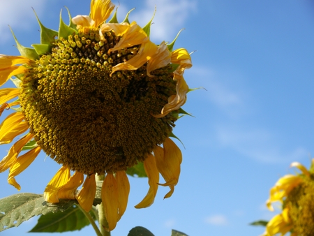 Sunflower bloom and Blue skyの写真素材