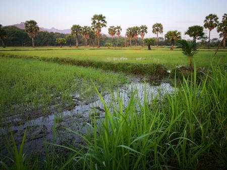 FIELDS IN THE RAINY SEASONの写真素材