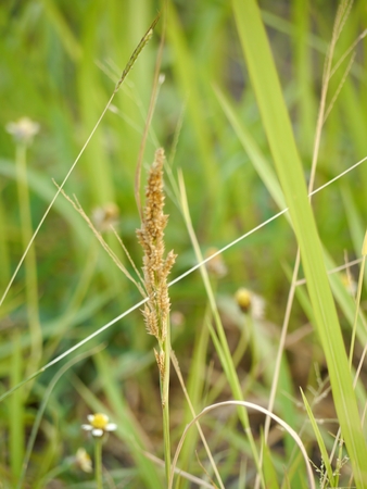 GRASS FLOWER ON BLUR BACKGROUND