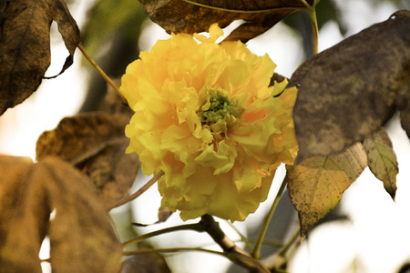 Yellow Silk Cottonの写真素材
