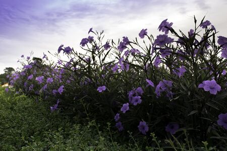 Flowers gardenの写真素材