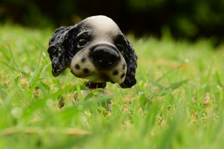 A dog on a grassの写真素材