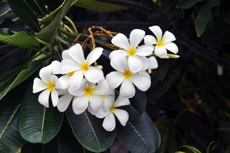 white blooms with yellow centers plumeria flowering in summerの写真素材