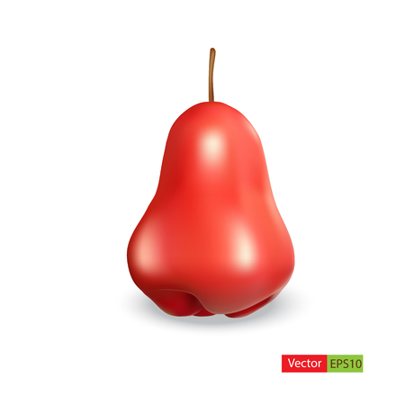 Rose Apple isolated on white background.のイラスト素材