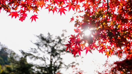 Red maple leaf on bokeh leaf background - Imageの写真素材