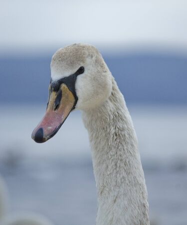 Portrait of a swanの写真素材