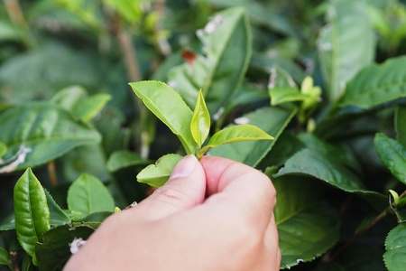 Green Tea Picker Close up to Tea leafの写真素材