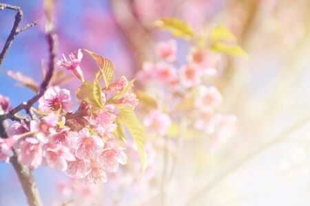 Cherry Blossom or Wild Himalayan Cherry in Phu lom lo at Thailand.
