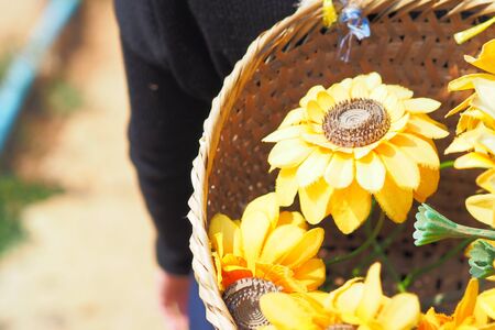 Sunflowers in a basket on the back of the gardenersの写真素材