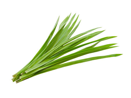 Pandanus leafの写真素材