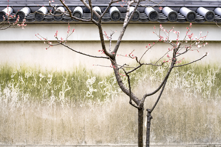 Japanese walls, roof tiles and cherry treesの写真素材