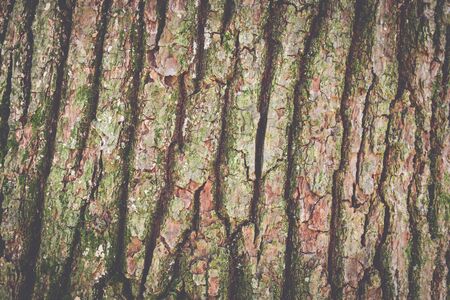 Texture of tree from trunk.