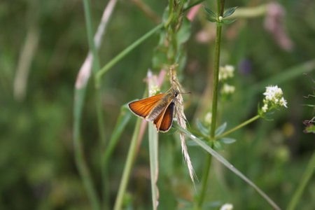 Butterfly on a flower in a meadow in summer.