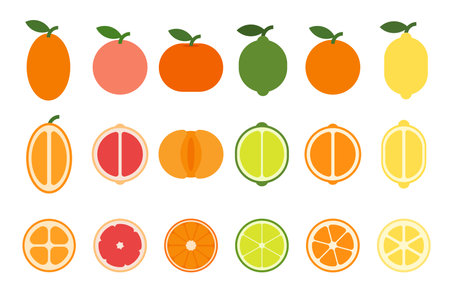 A set of Fresh Citrus fruits, Cross and longitudinal section of Lemon, Orange, Kumquat, Grapefruit, Sweet lime, Green lemon, Tangerine, Mandarin, simple flat vector illustration.のイラスト素材