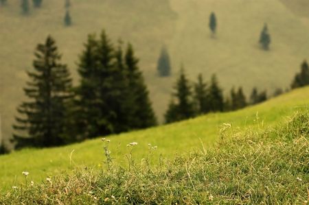 Rural landscape with wild meadow and pinewoodの写真素材