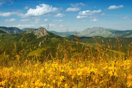 Landscape with yellow flowers and blue sky の写真素材