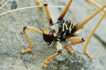 Big insect with yellow legsの写真素材