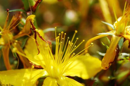 Beautiful yellow flower