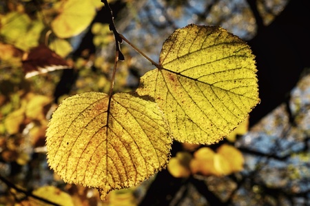 Colorful autumn leaves の写真素材