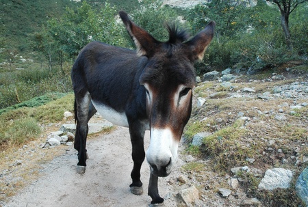 Donkey 